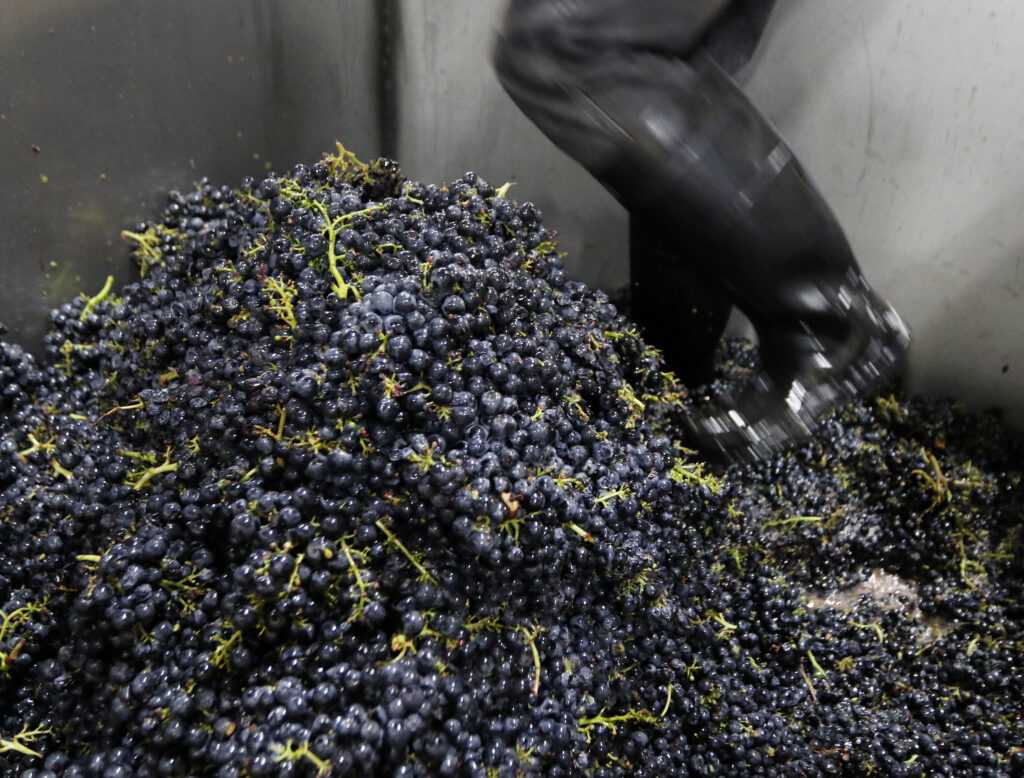 black boots stomping grapes