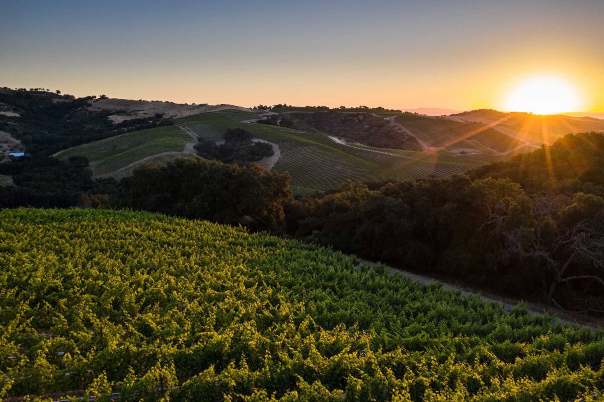 Sunset over the rolling vineyards of Paso Robles reveals lush greenery in the foreground. The sun casts a warm glow across the landscape, highlighting the contours of the hills and rows of grapevines stretching into the distance.