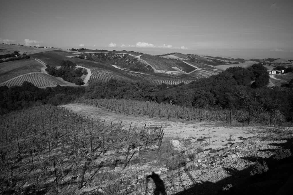 black and white vineyard