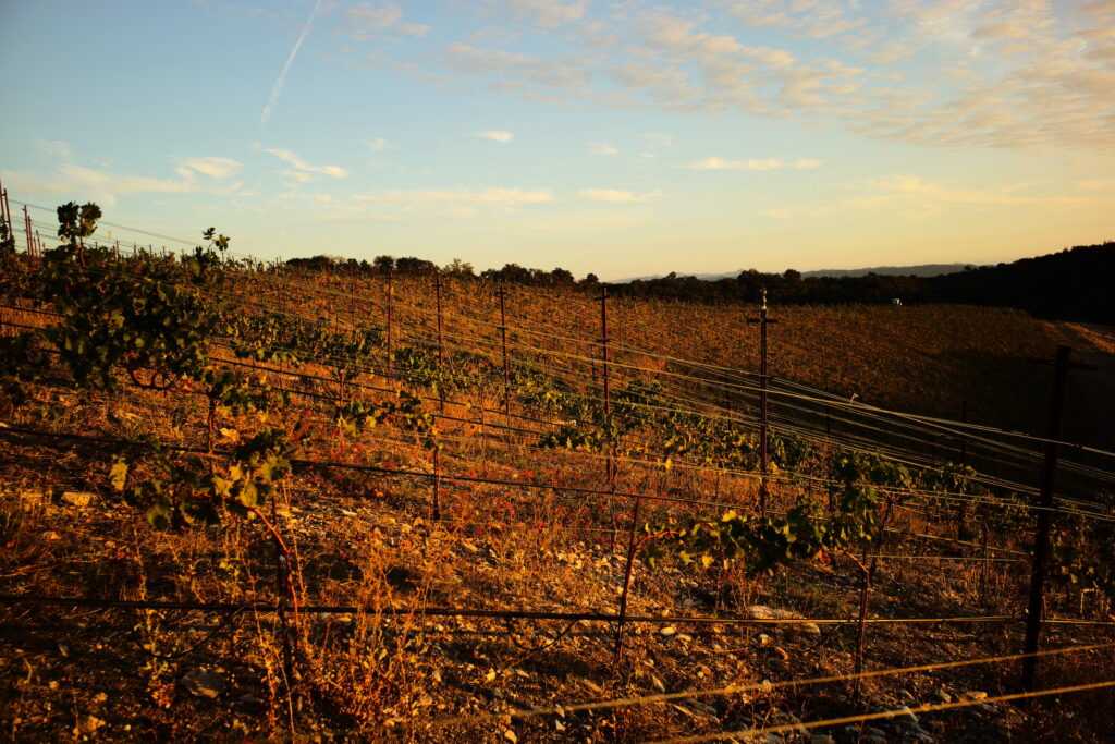 autumn vineyard