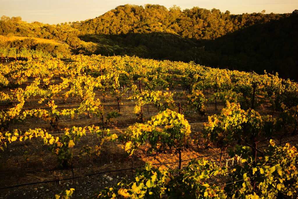 golden light on vines