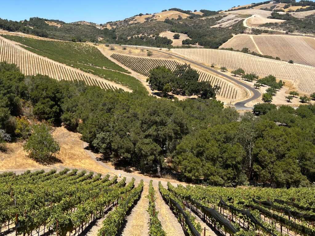 looking downhill at maidie vineyard