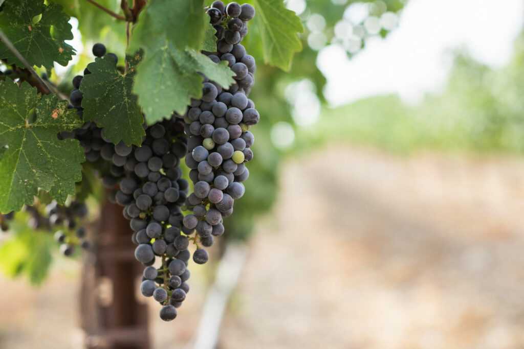 grapes hanging on vine