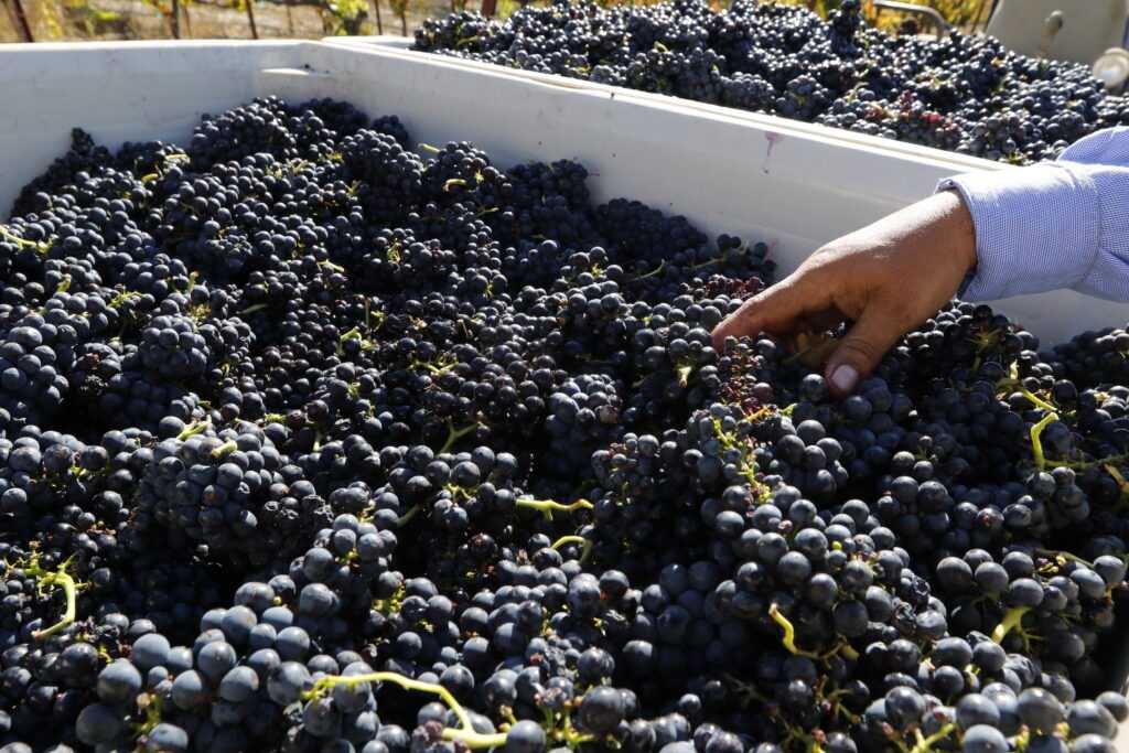 grapes in vineyard bin