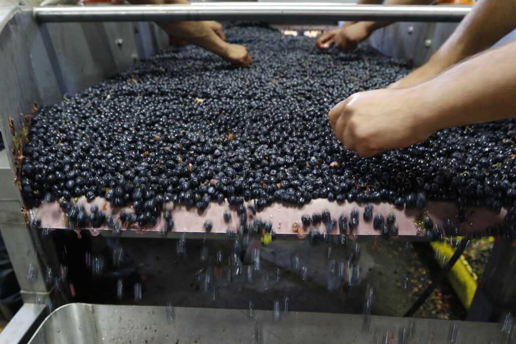 hands sorting grapes