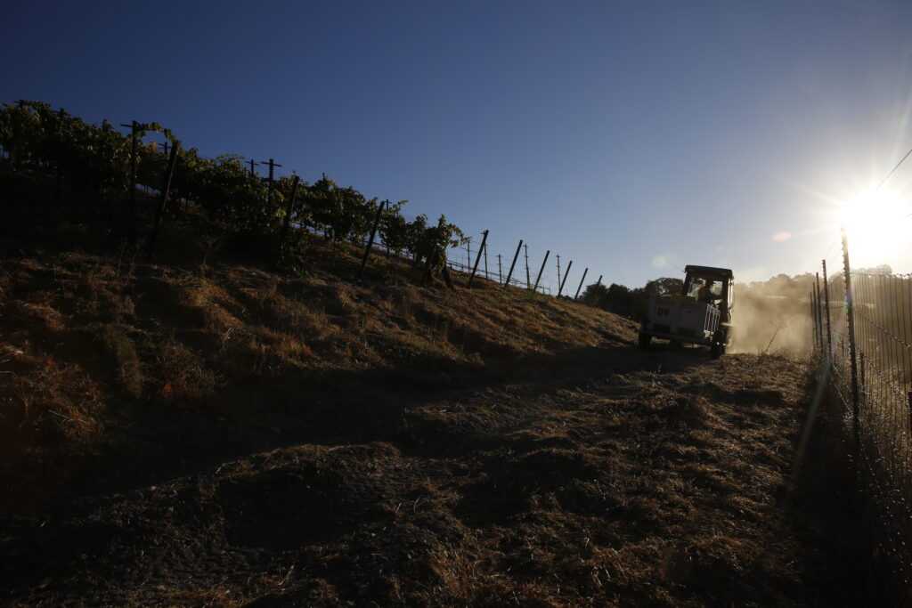 nighttime vineyard work