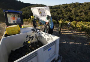 Dumping grapes into picking bin